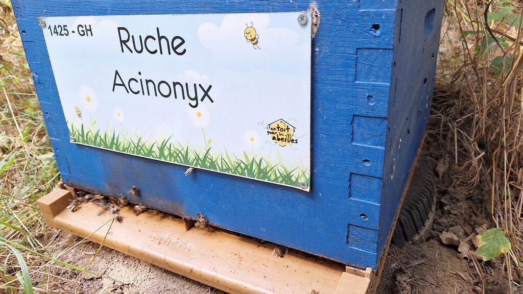 La ruche Acinonyx