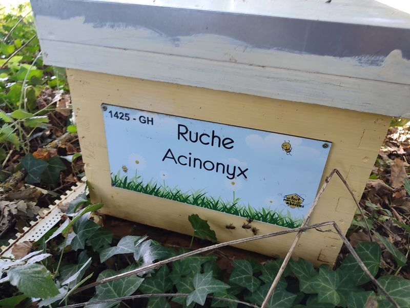 La ruche Acinonyx