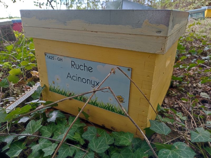 La ruche Acinonyx