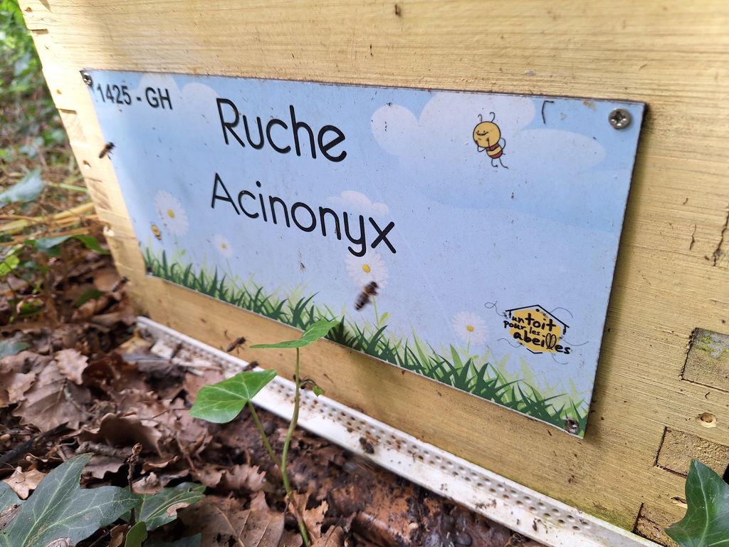 La ruche Acinonyx