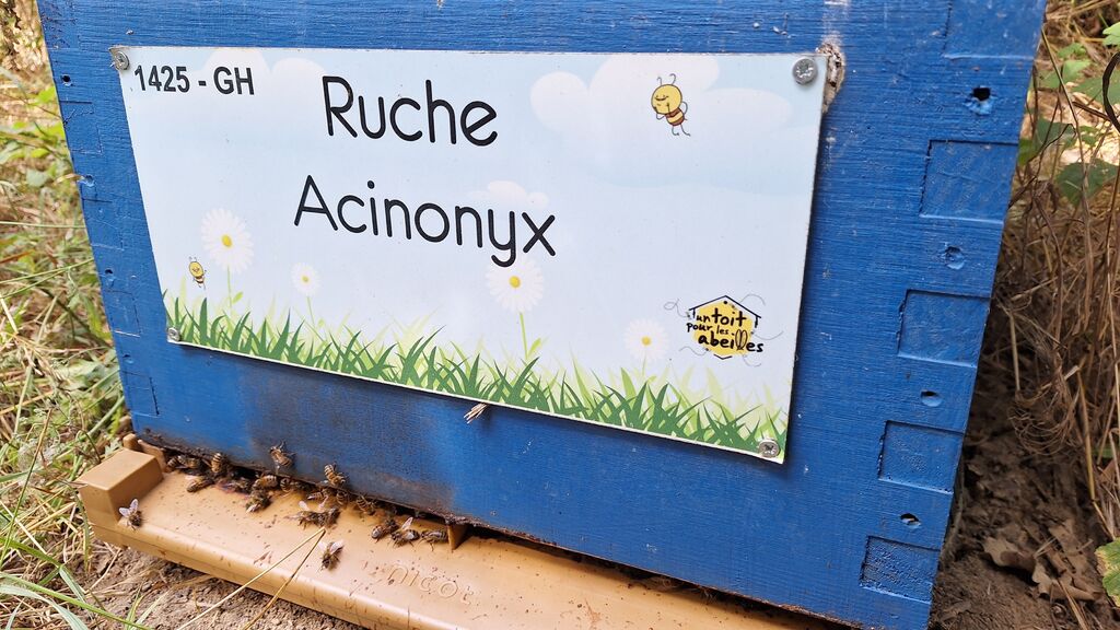 La ruche Acinonyx