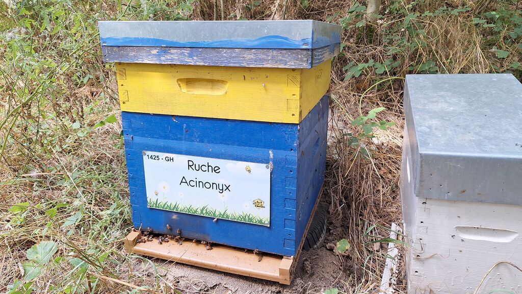 La ruche Acinonyx