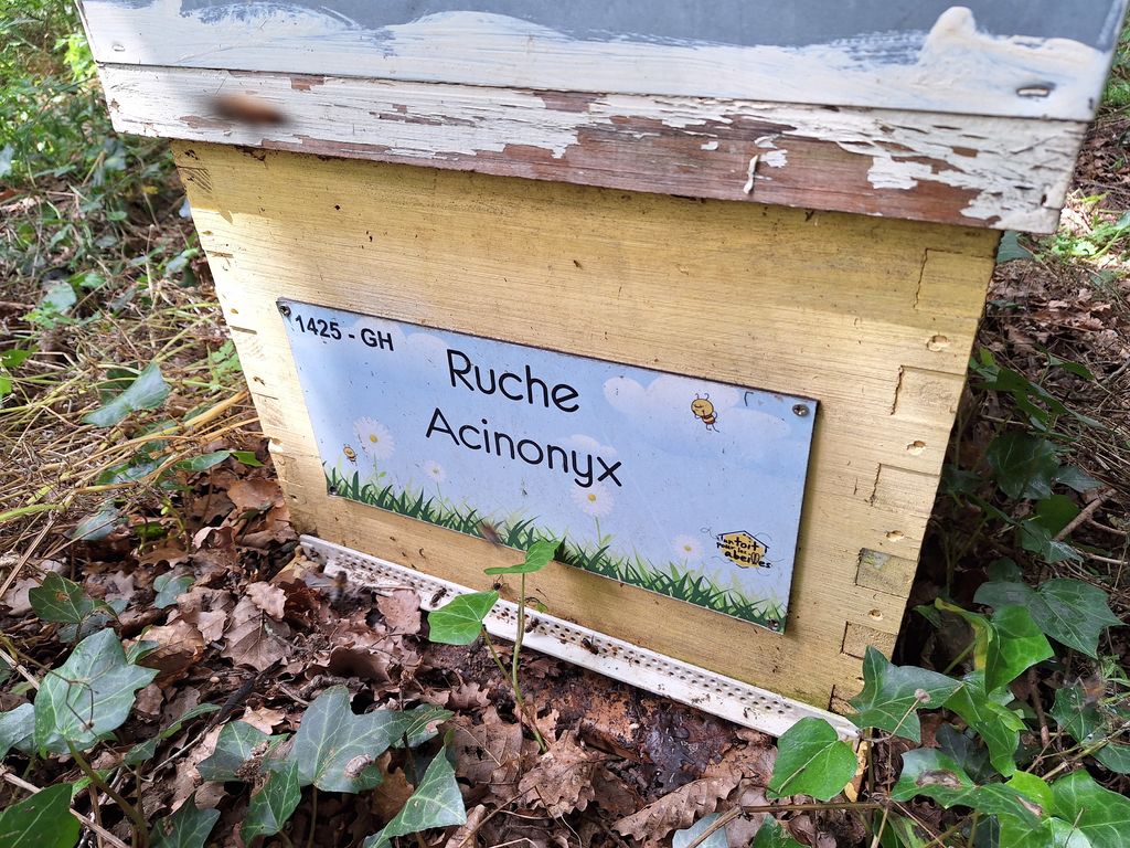 La ruche Acinonyx