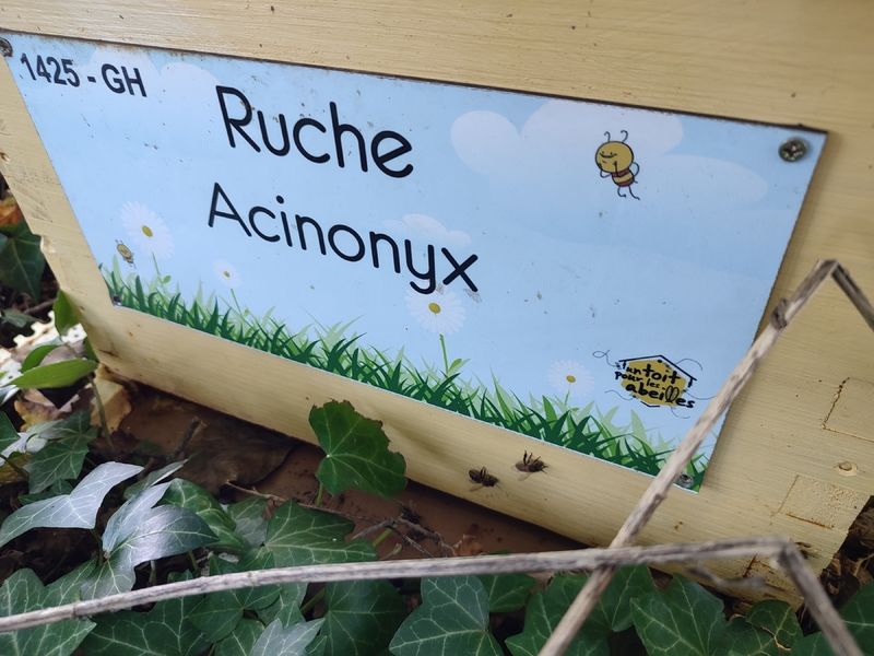 La ruche Acinonyx