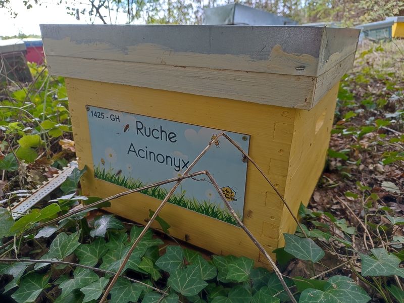 La ruche Acinonyx