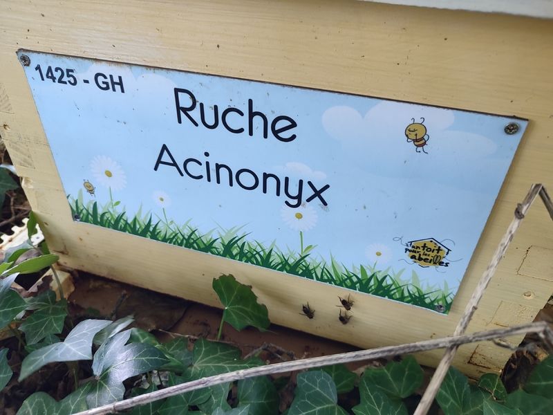 La ruche Acinonyx