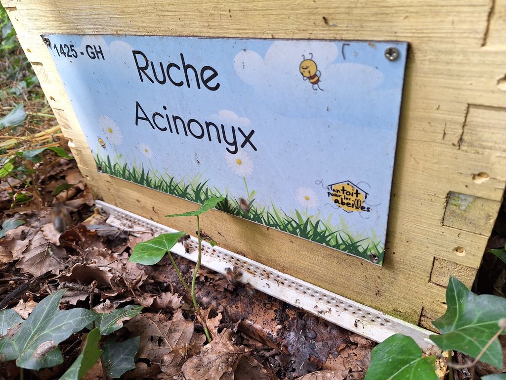 La ruche Acinonyx