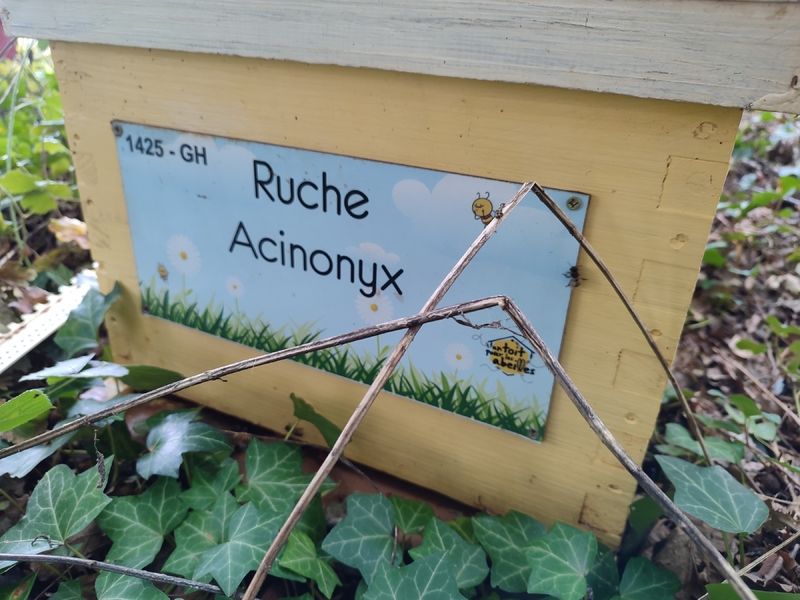La ruche Acinonyx