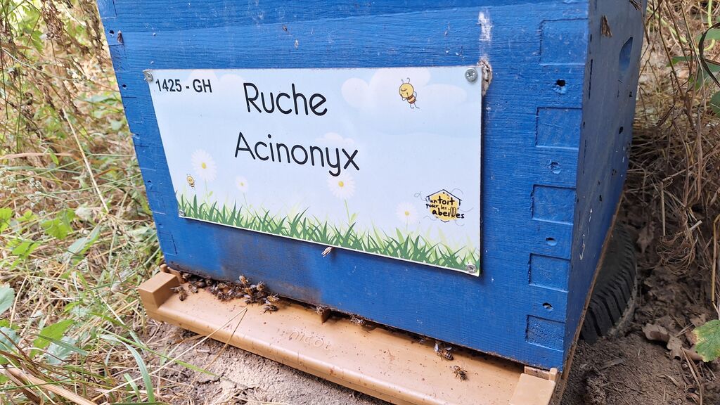La ruche Acinonyx