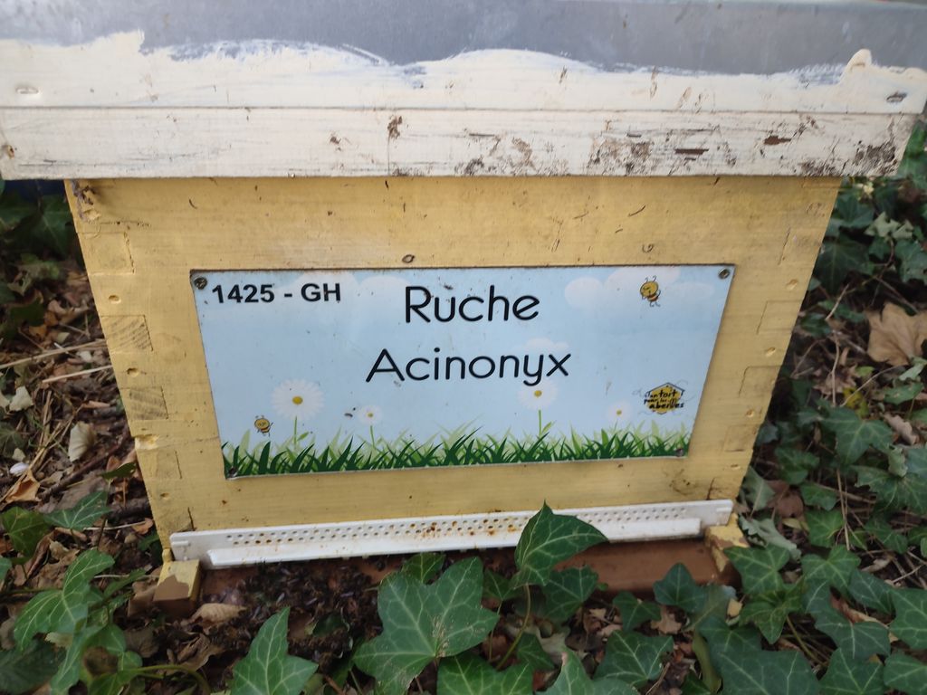 La ruche Acinonyx