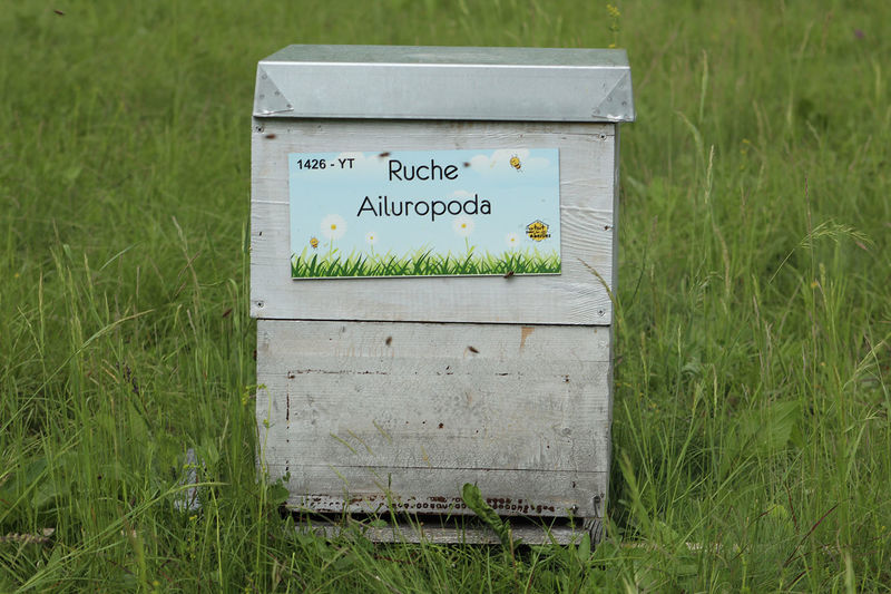 La ruche Ailuropoda