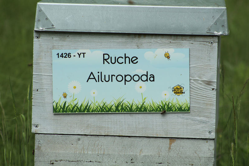 La ruche Ailuropoda