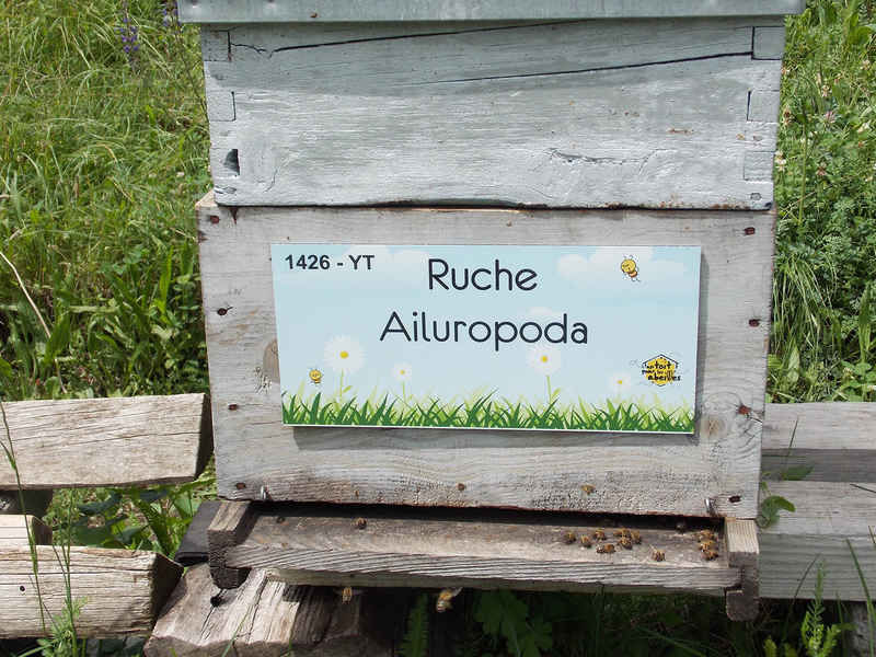La ruche