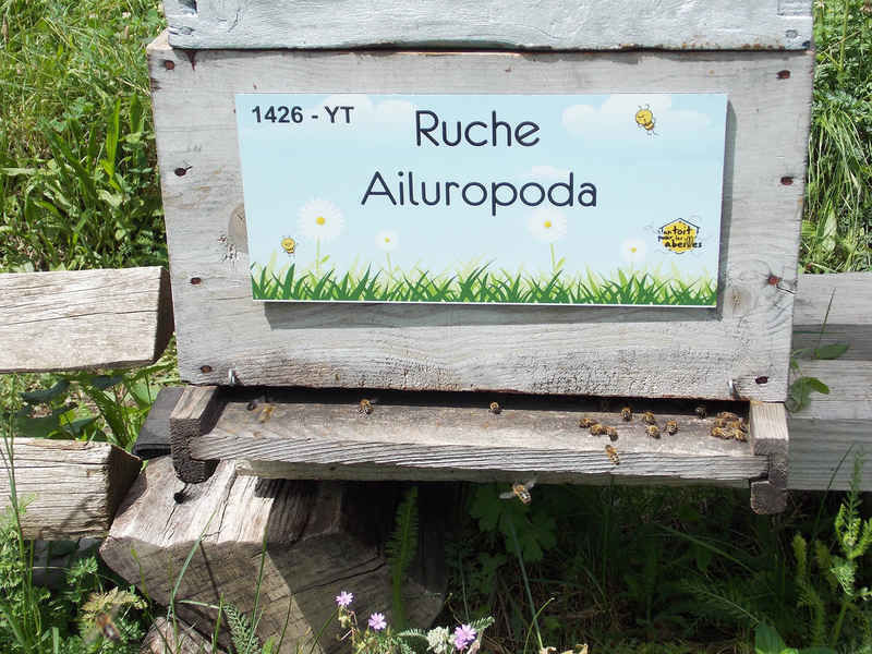 La ruche Ailuropoda