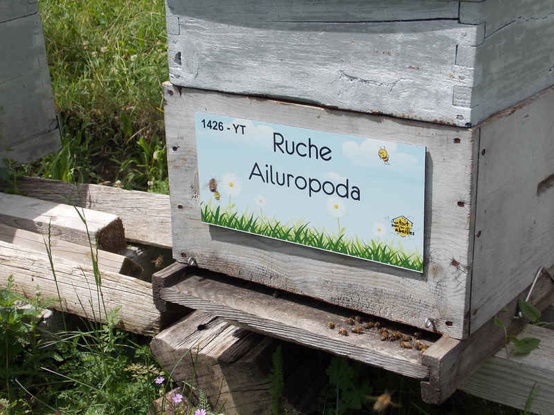 La ruche Ailuropoda