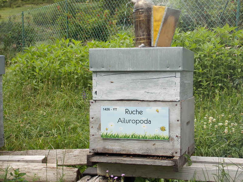 La ruche Ailuropoda