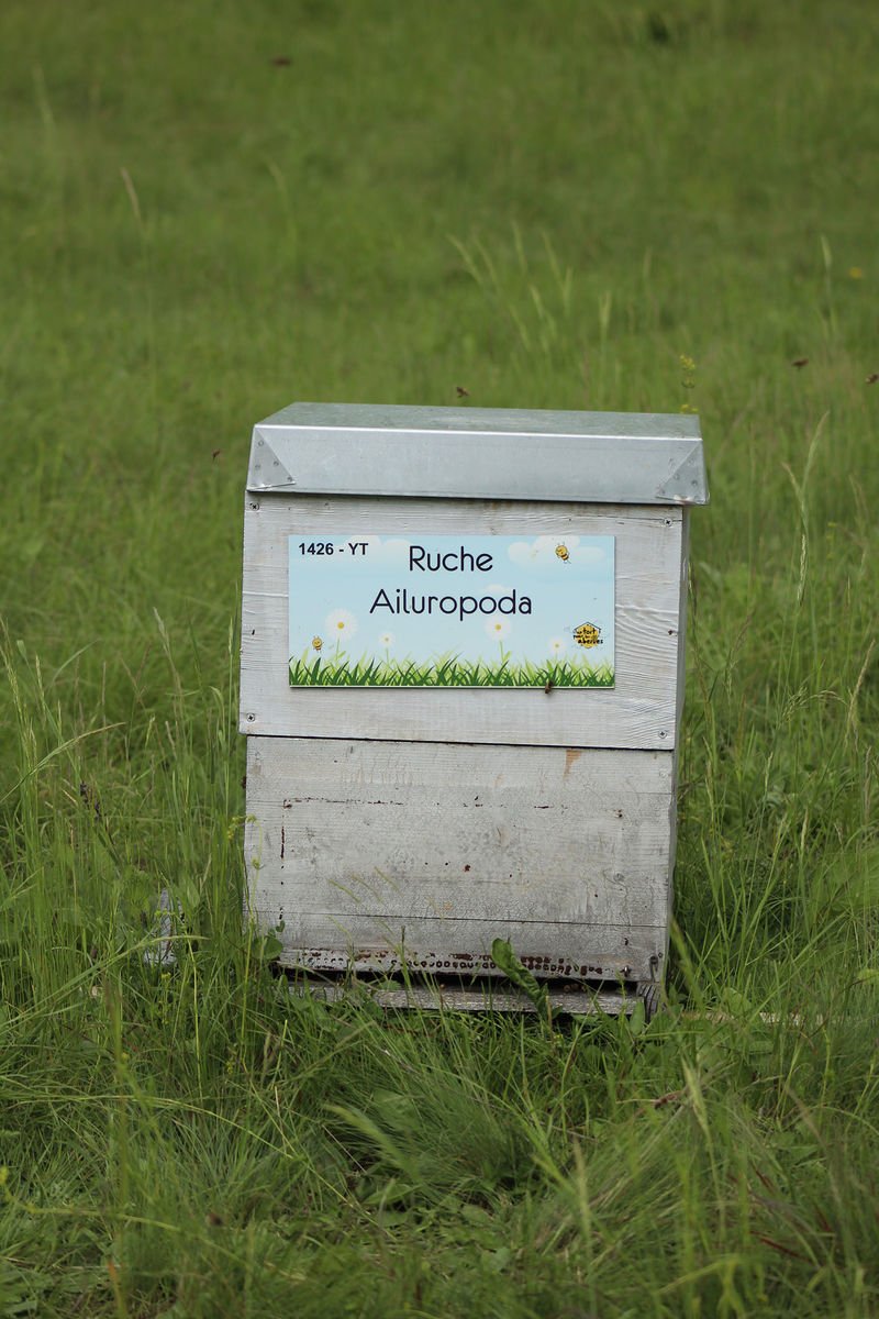 La ruche Ailuropoda