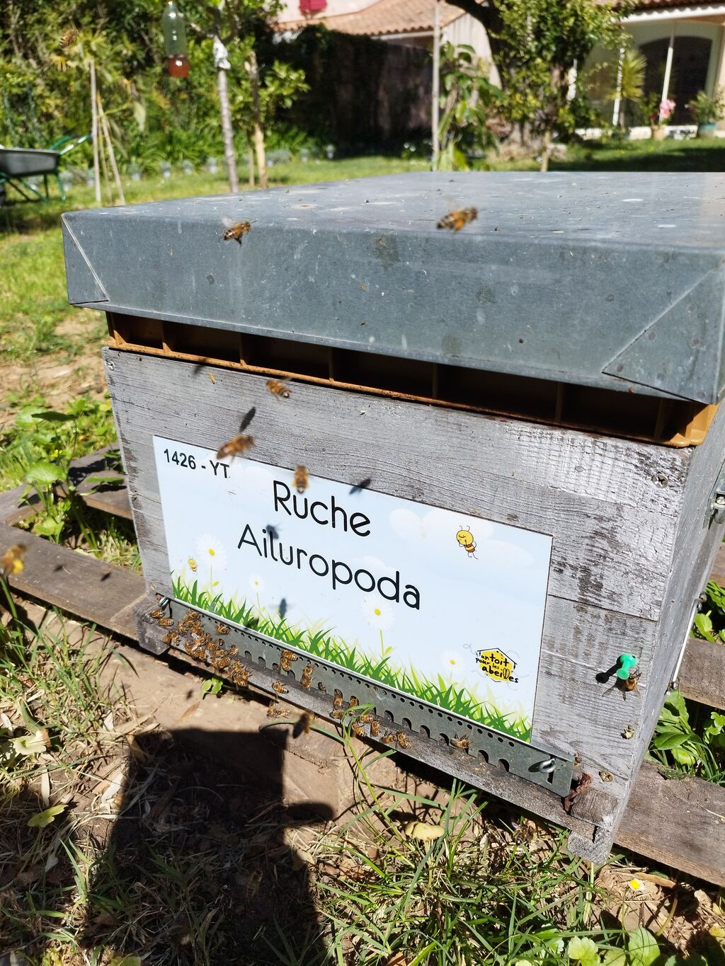La ruche Ailuropoda