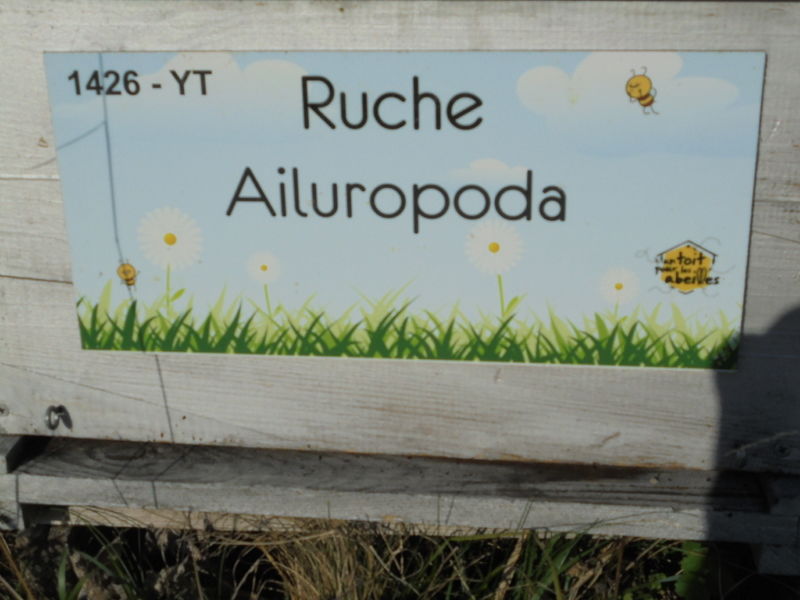La ruche Ailuropoda