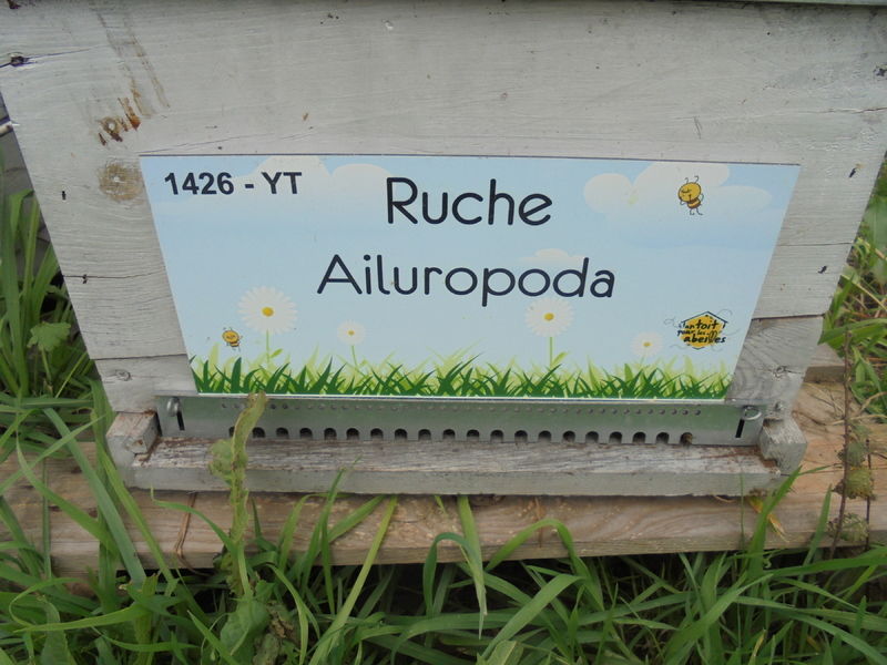 La ruche Ailuropoda