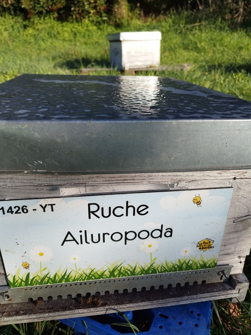 La ruche Ailuropoda