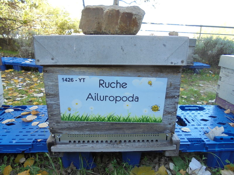 La ruche Ailuropoda