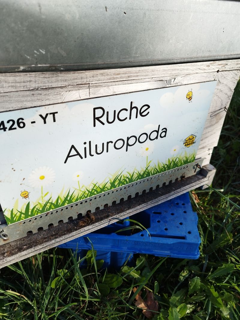 La ruche Ailuropoda