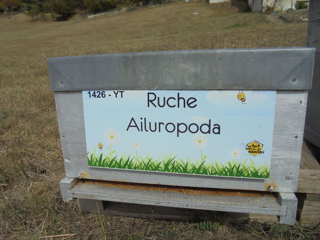 La ruche Ailuropoda
