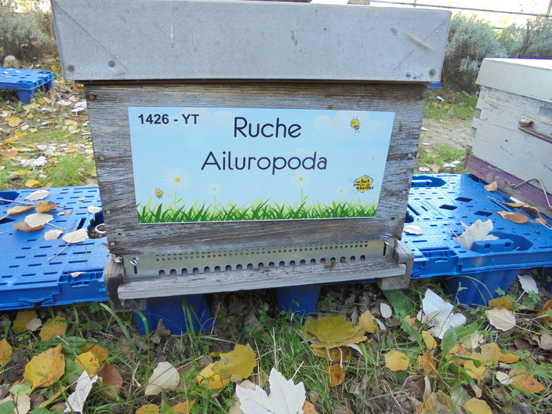 La ruche Ailuropoda