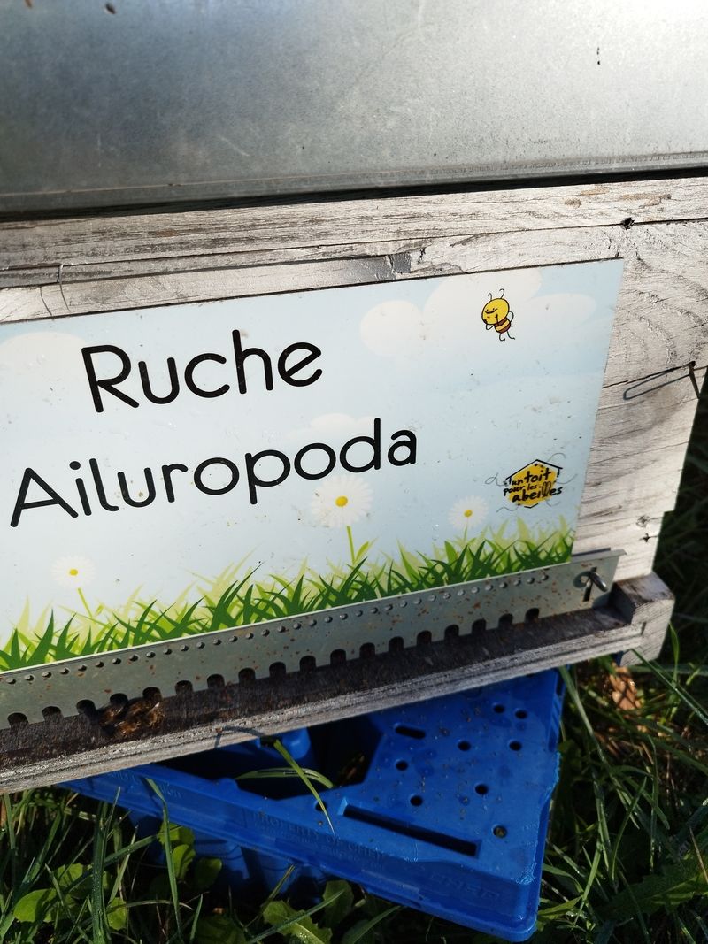 La ruche Ailuropoda