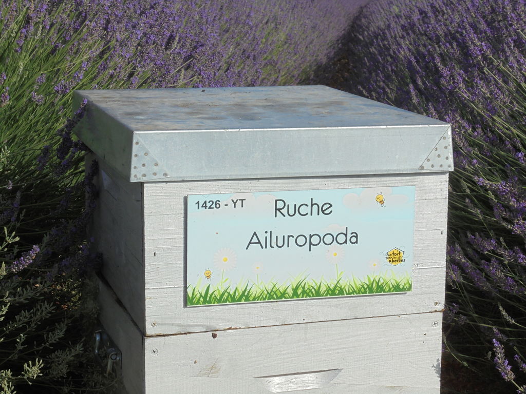 La ruche Ailuropoda