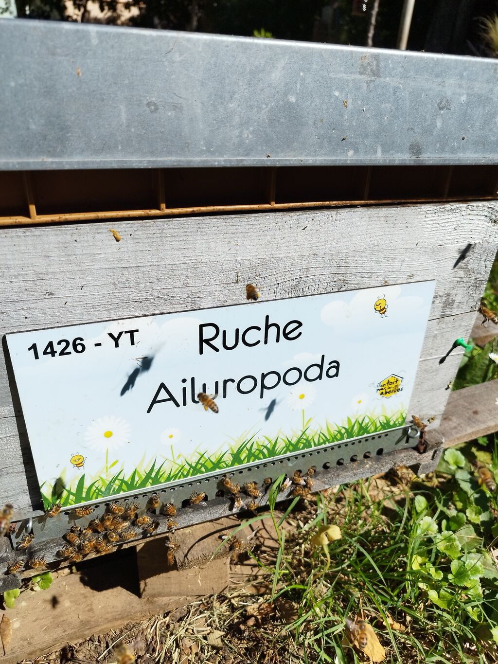 La ruche Ailuropoda