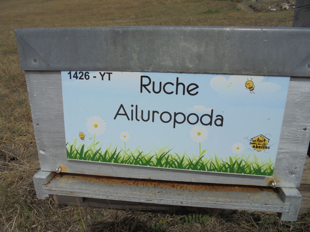 La ruche Ailuropoda
