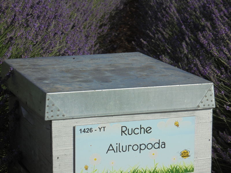 La ruche Ailuropoda