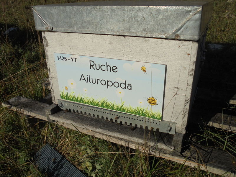 La ruche Ailuropoda