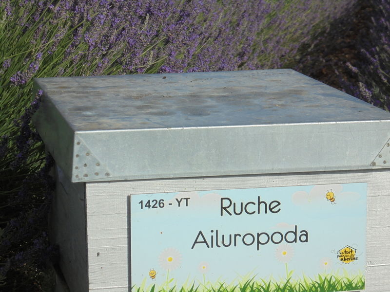 La ruche Ailuropoda