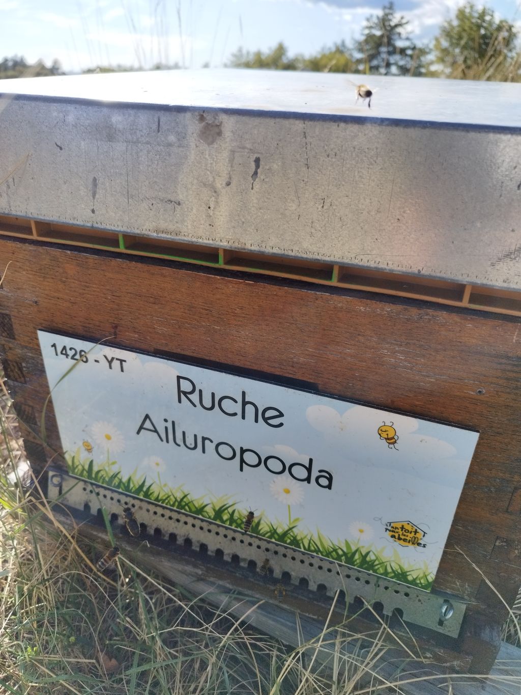 La ruche Ailuropoda