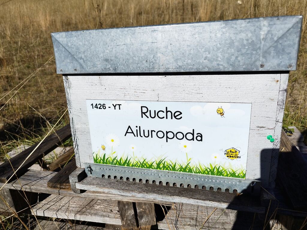 La ruche Ailuropoda