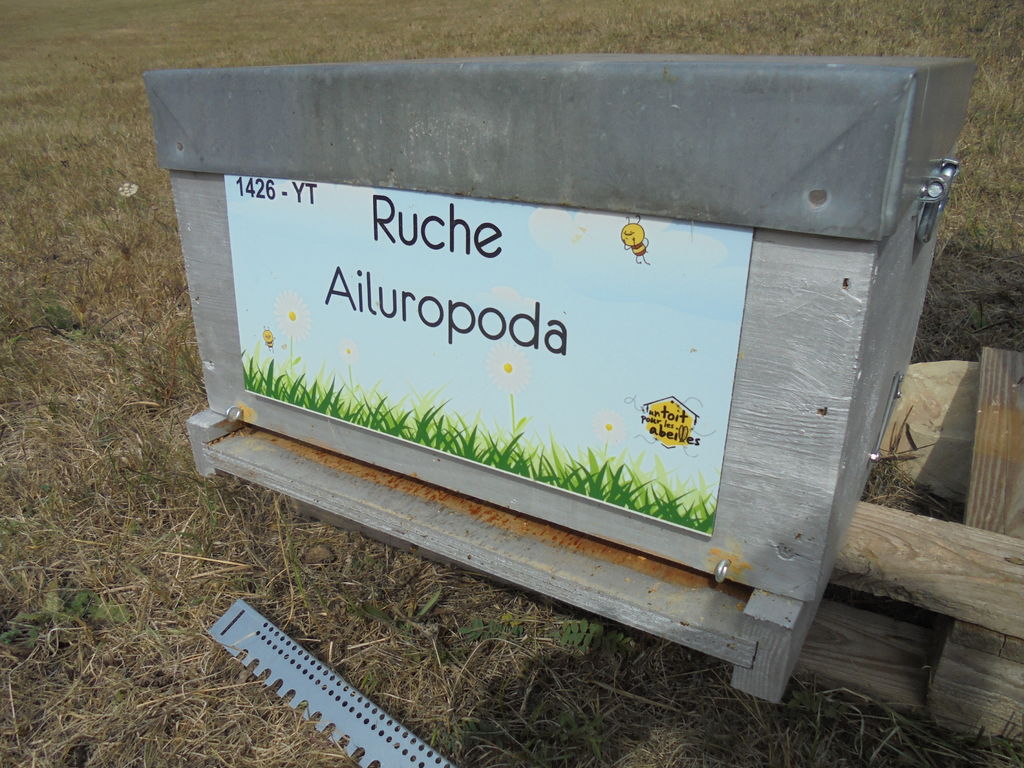 La ruche Ailuropoda