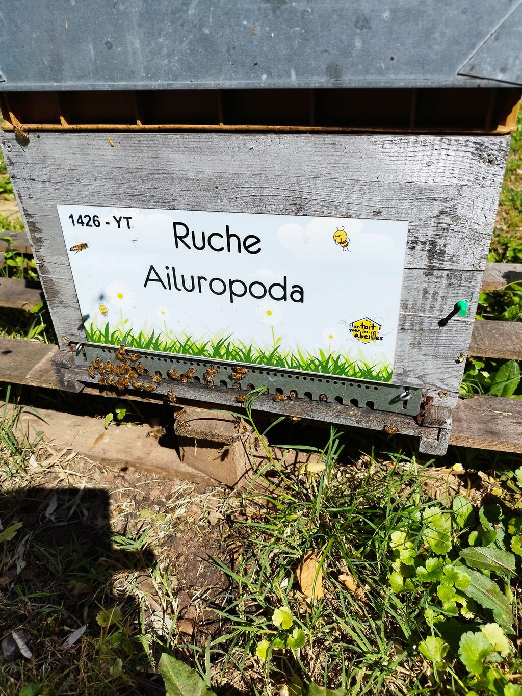 La ruche Ailuropoda