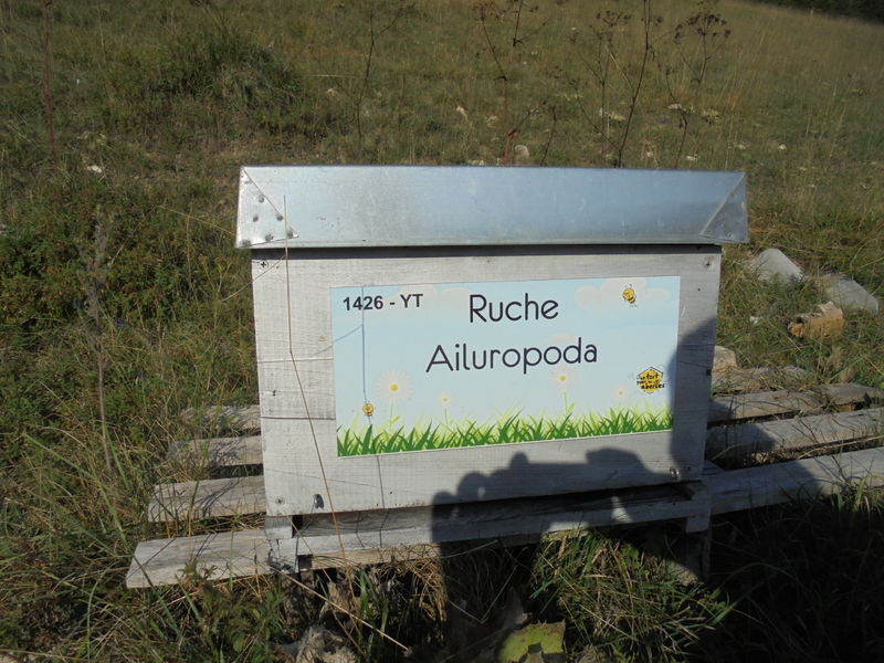 La ruche Ailuropoda