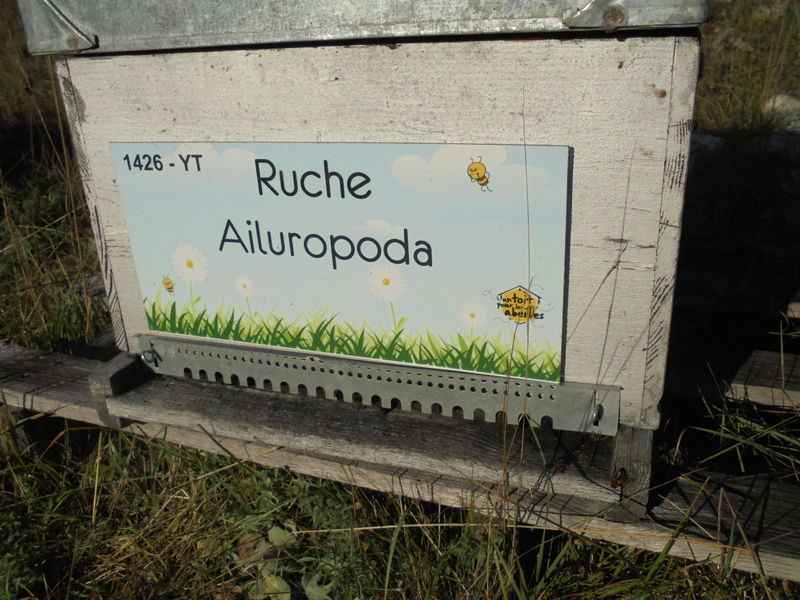 La ruche Ailuropoda