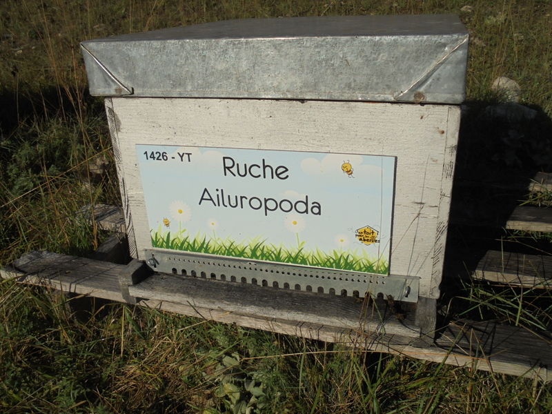 La ruche Ailuropoda
