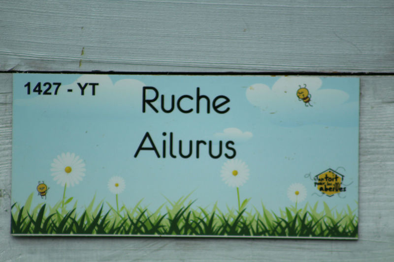 La ruche Ailurus
