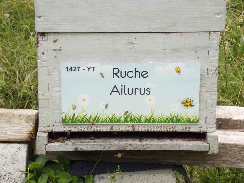 La ruche