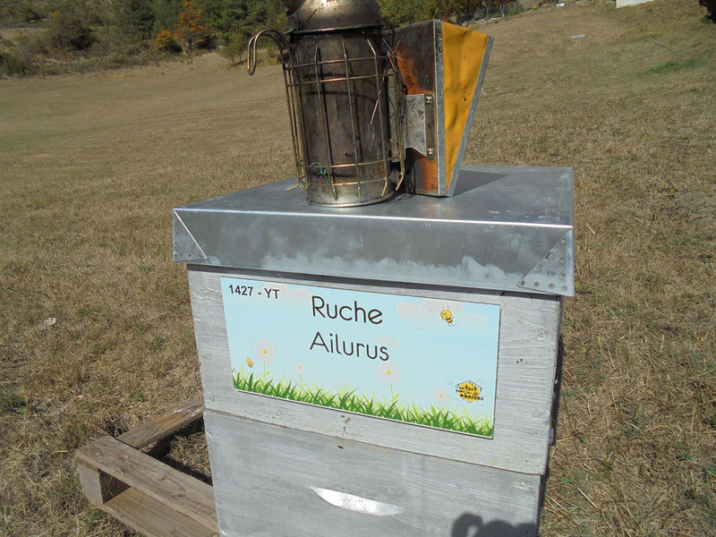 La ruche Ailurus