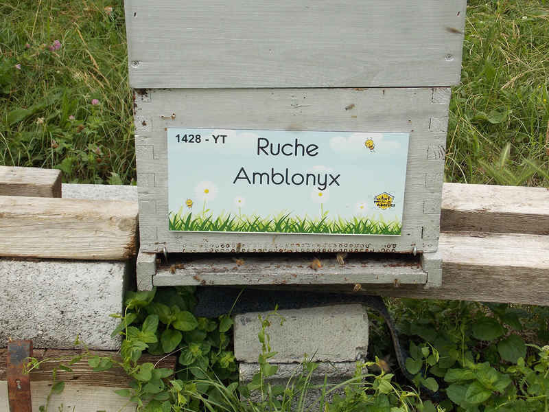La ruche