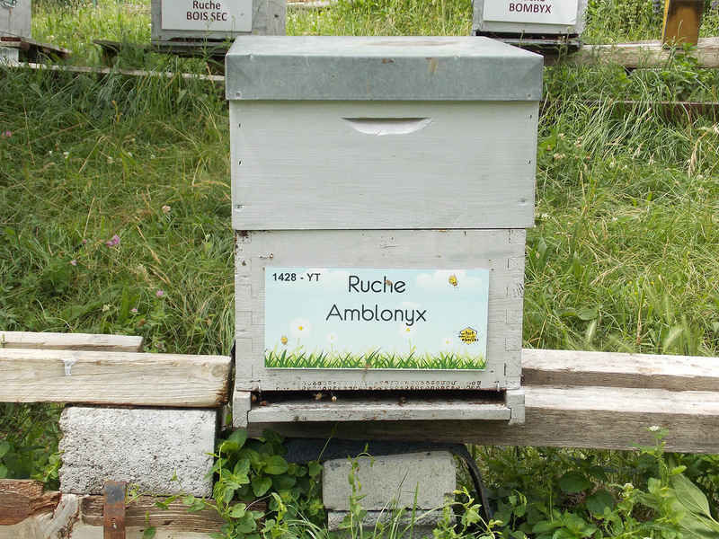 La ruche Amblonyx