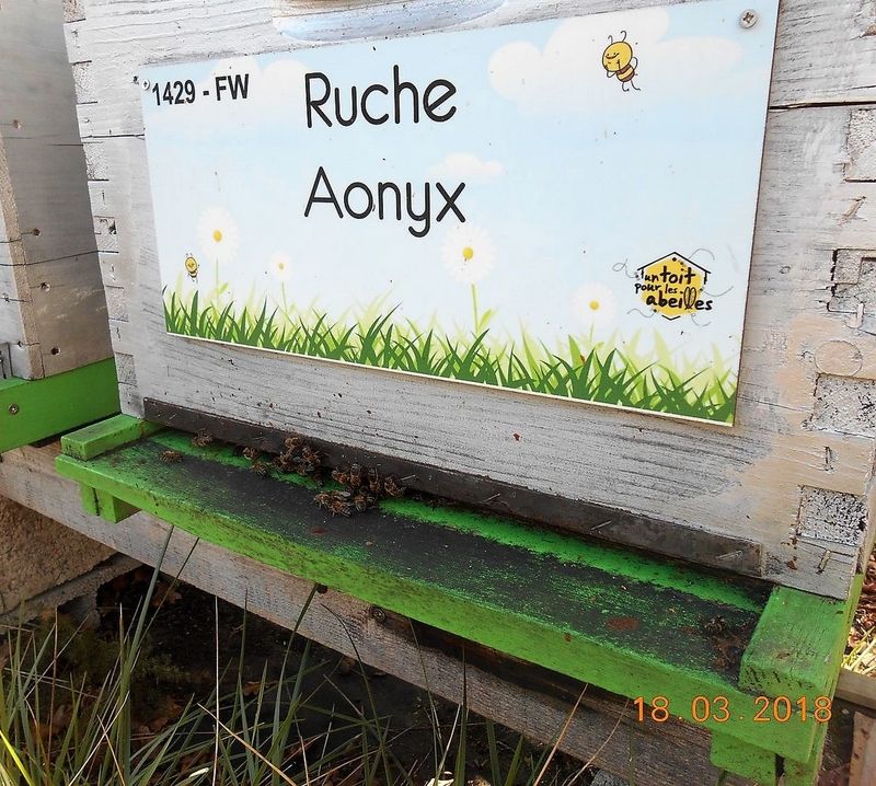 La ruche Aonyx