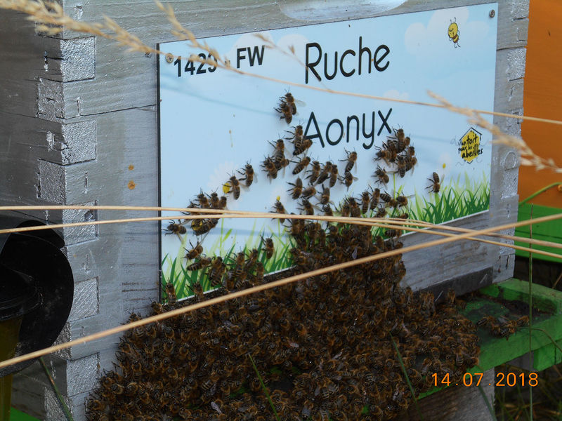 La ruche Aonyx